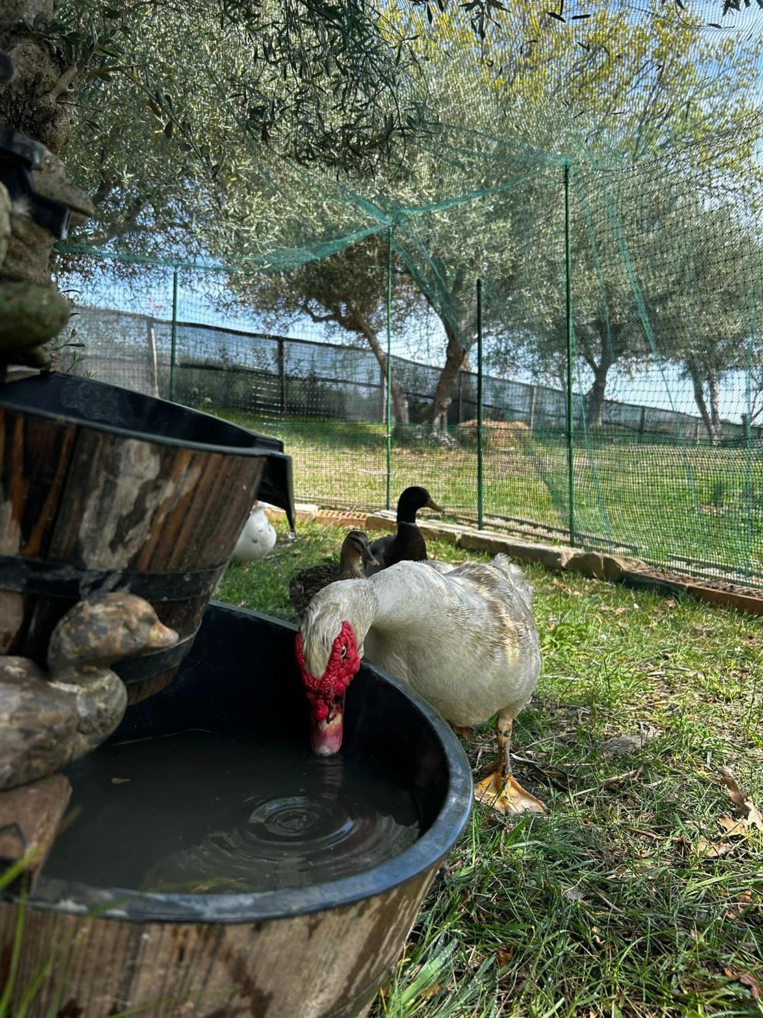 Holiday home Casa Degli Ulivi